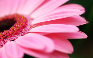 macro shot photography of pink petal flower